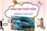 Nằm mơ thấy rắn là điềm gì? Chiêm bao thấy rắn đánh số mấy?