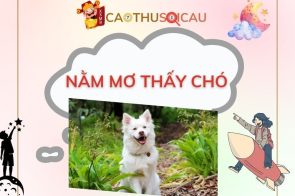 Giải mã giấc mơ thấy chó đánh con gì trúng lớn hôm sau?