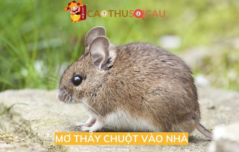 Mơ thấy chuột vào nhà