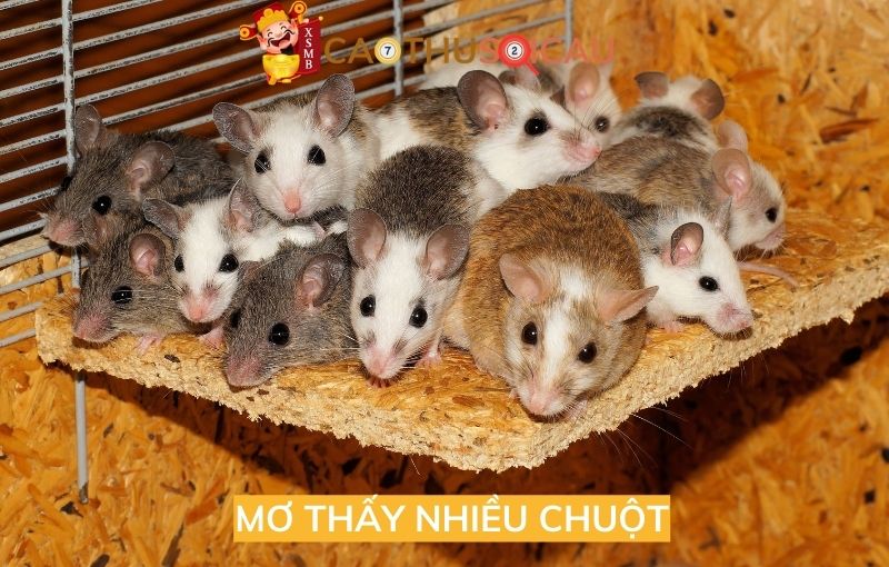 Mơ thấy nhiều chuột