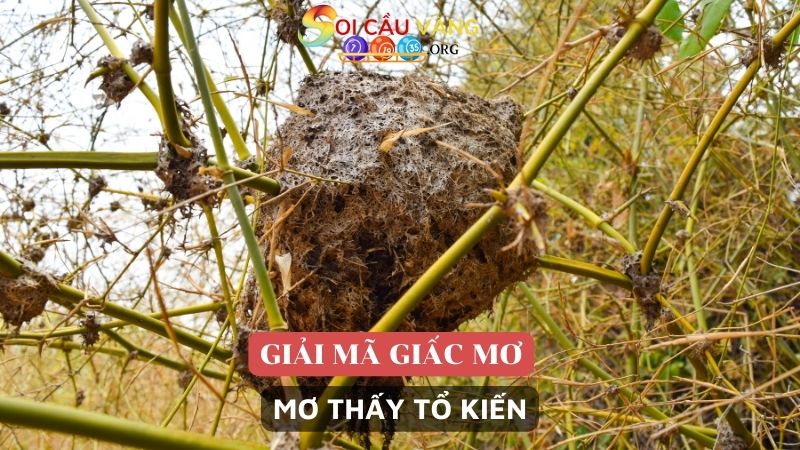 Mơ thấy tổ kiến