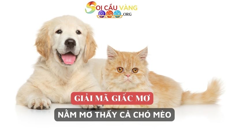 Nằm mơ thấy cả chó và mèo