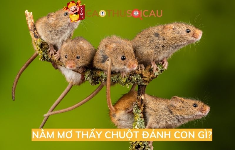 Nằm mơ thấy chuột đánh con gì?