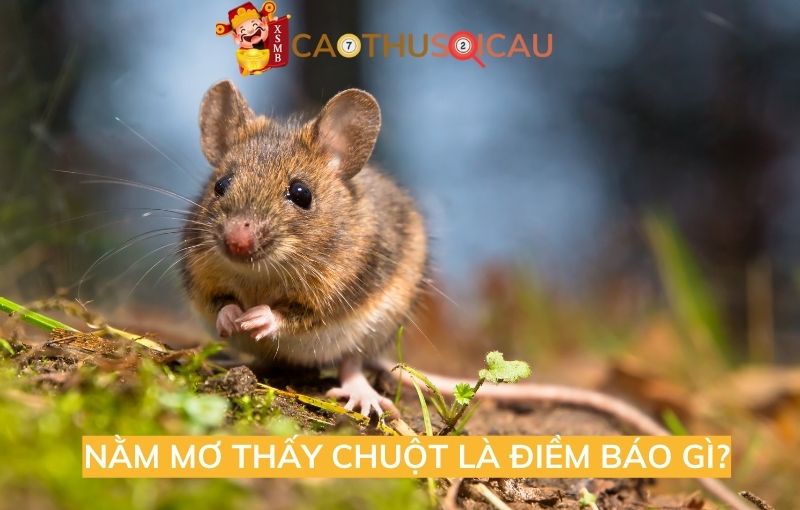 Giải mã nằm mơ thấy chuột là điềm báo gì?