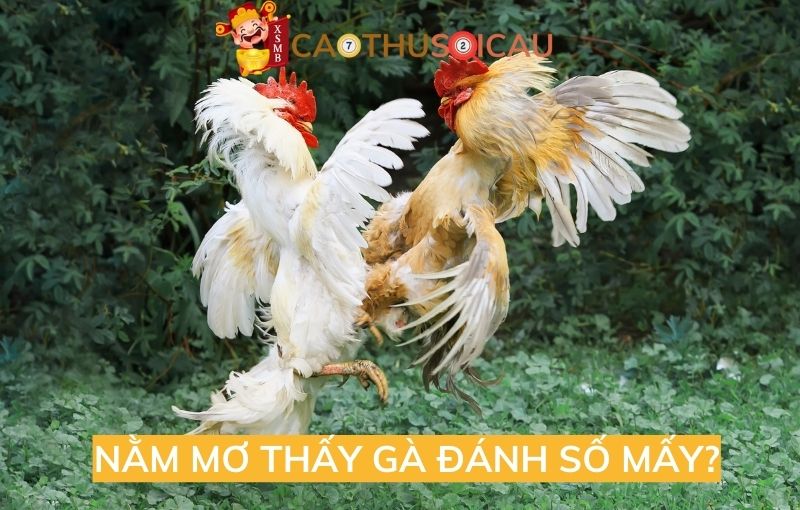 Bật mí nằm mơ thấy gà đánh số mấy may mắn?