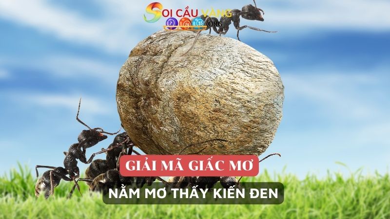 Nằm mơ thấy kiến đen