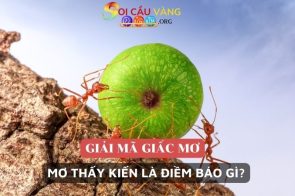 Ngủ mơ thấy kiến đánh con gì? Có phải là điềm xấu không?