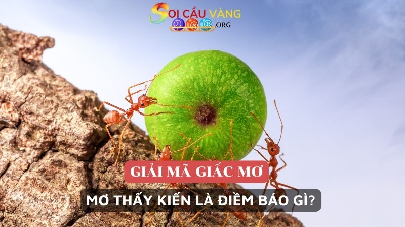 Nằm mơ thấy kiến là điềm báo gì?