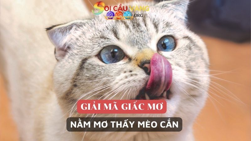 Nằm mơ thấy mèo cắn