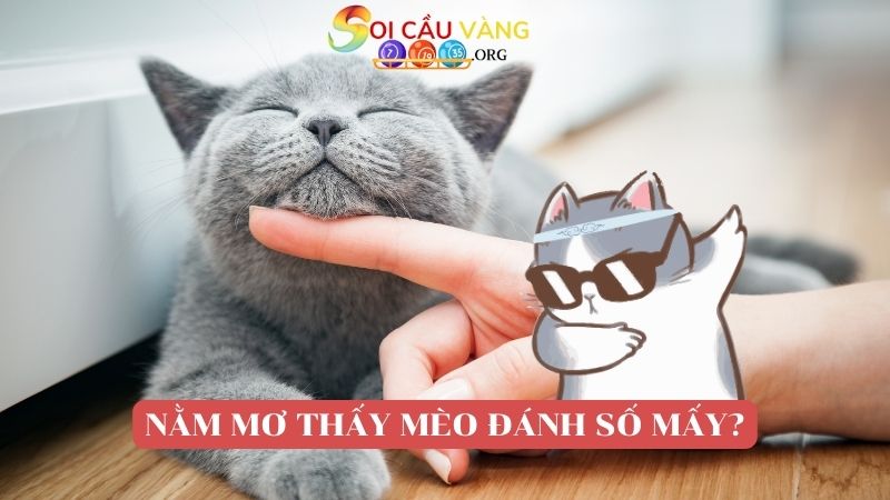 Giải mã nằm mơ thấy mèo đánh số mấy may mắn?