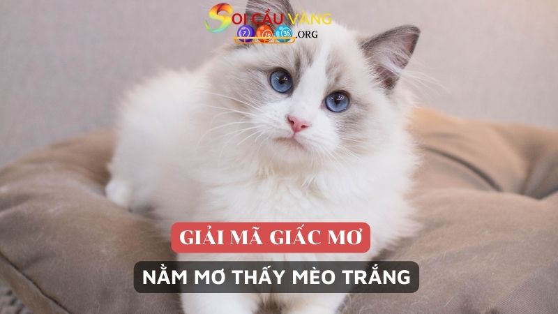 Nằm mơ thấy mèo trắng