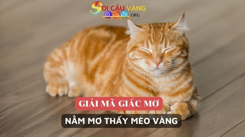 Nằm mơ thấy mèo vàng