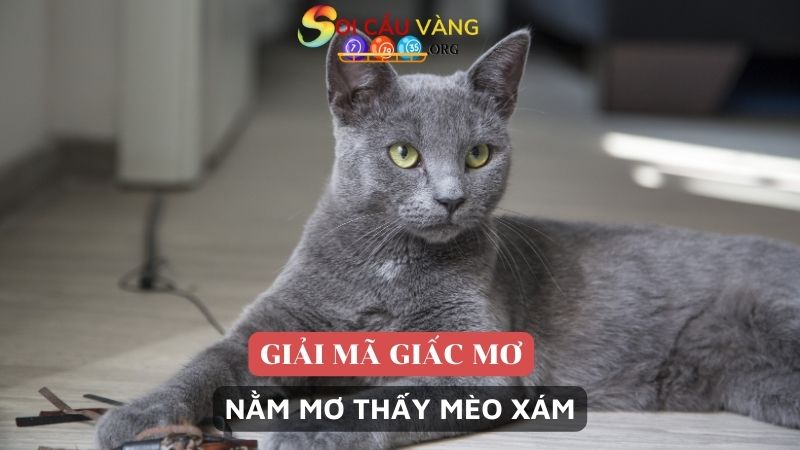 Nằm mơ thấy mèo xám