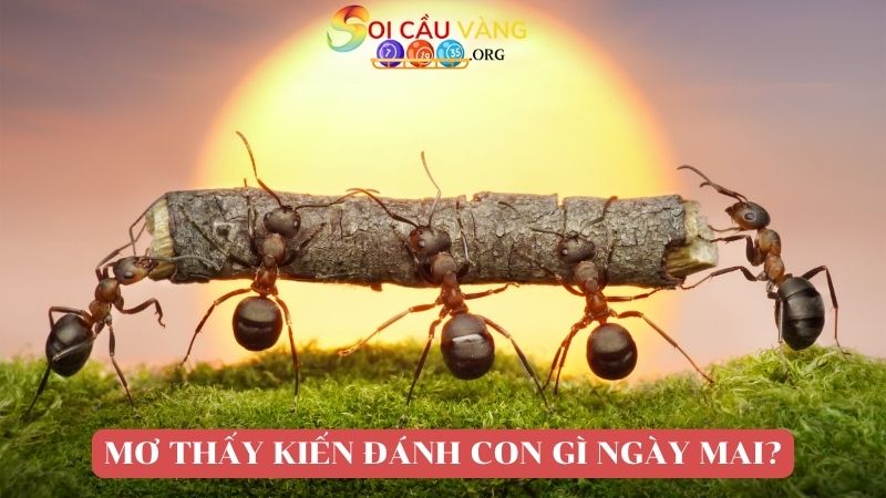 Mơ thấy kiến đánh con gì ngày mai?