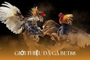Đá gà Bet88 trải nghiệm chiến kê đẳng cấp với tỷ lệ cược cao