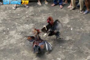 GAKING79 – Nền Tảng Trực Tiếp Đá Gà Số 1 Việt Nam 2026