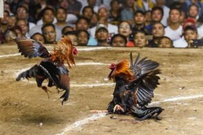 Đá gà C168 – Nơi hội tụ các sảnh đấu gà chuyên nghiệp